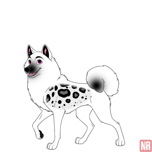 Pet