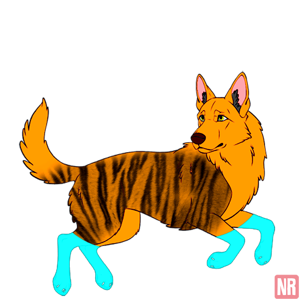 Pet