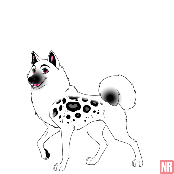 Pet